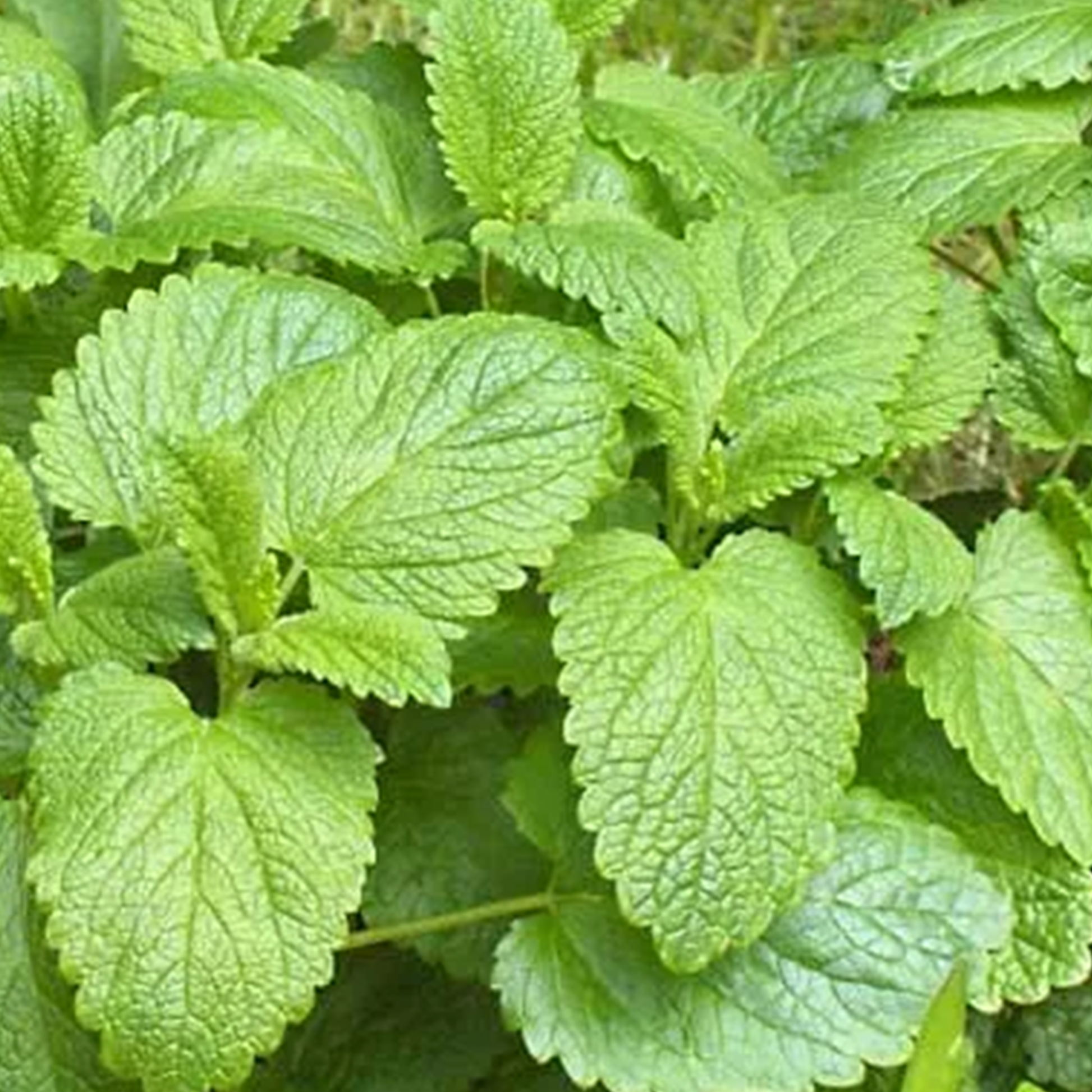 Lemon Balm